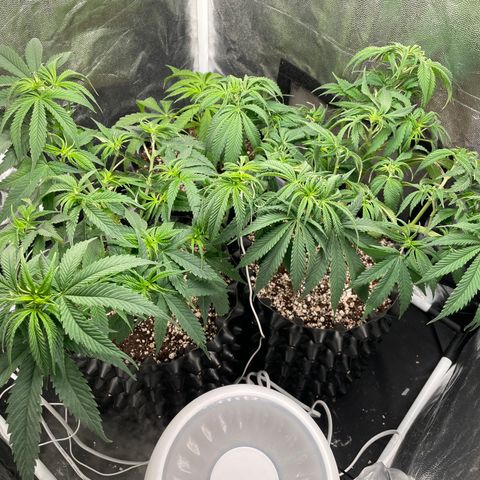 TANGIE growlog timeline photo