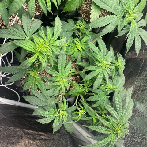TANGIE growlog timeline photo
