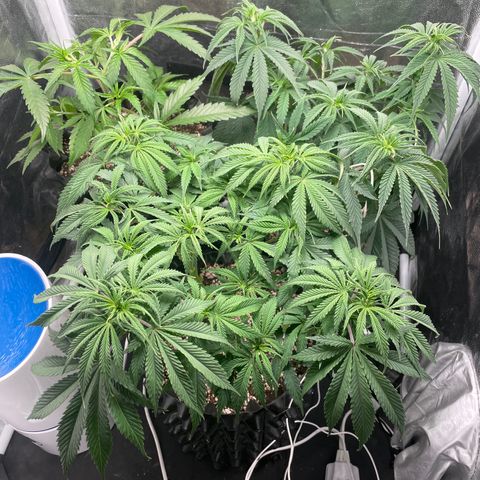 TANGIE growlog timeline photo