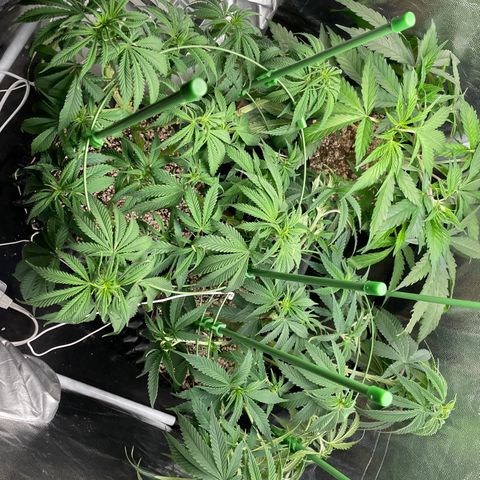 TANGIE growlog timeline photo