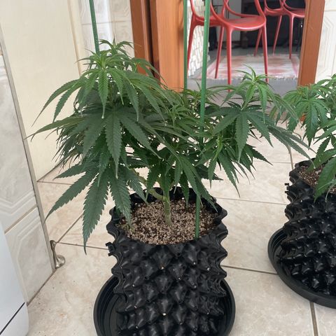 TANGIE growlog timeline photo