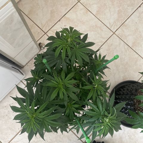 TANGIE growlog timeline photo