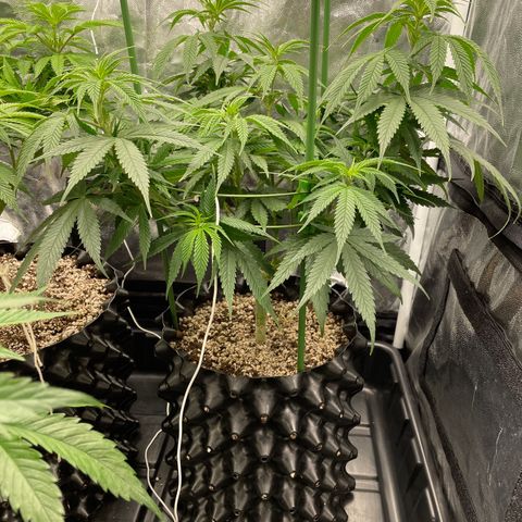 TANGIE growlog timeline photo