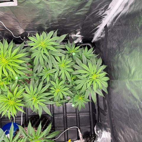 TANGIE growlog timeline photo