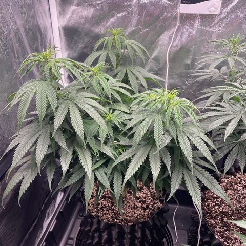 TANGIE growlog timeline photo
