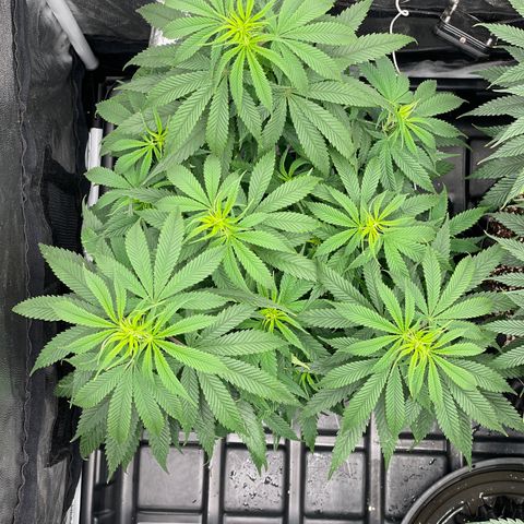 TANGIE growlog timeline photo