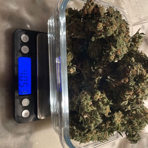 TANGIE growlog timeline photo