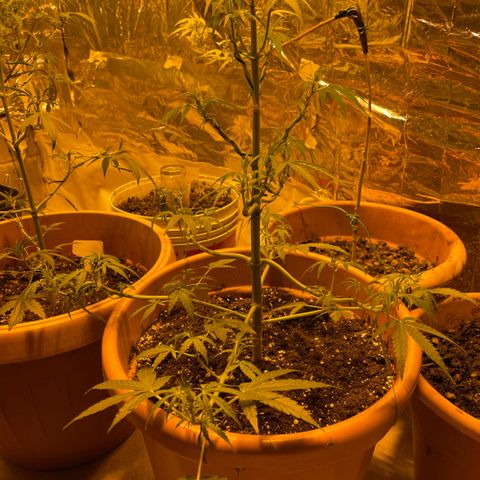 Titan F1 growlog timeline photo
