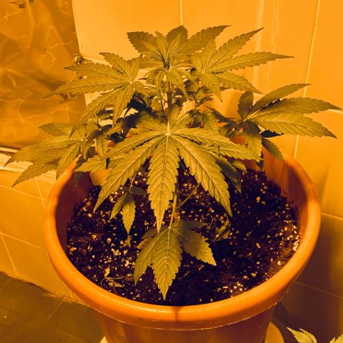 Titan F1 growlog timeline photo