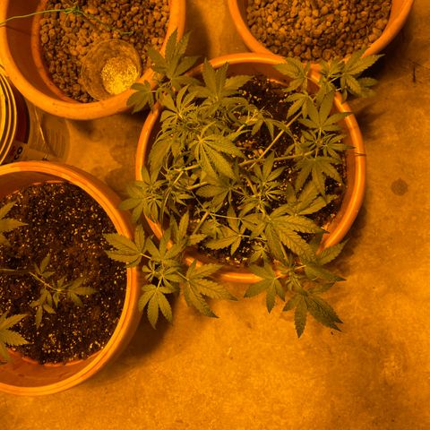 Titan F1 growlog timeline photo