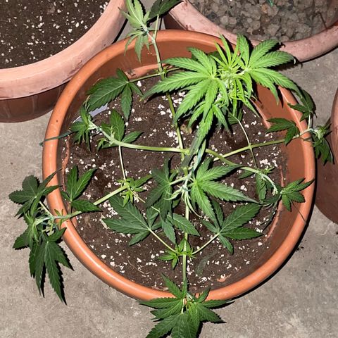 Titan F1 growlog timeline photo