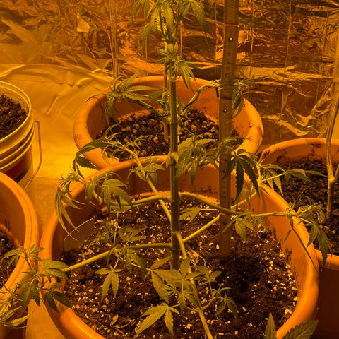 Titan F1 growlog timeline photo