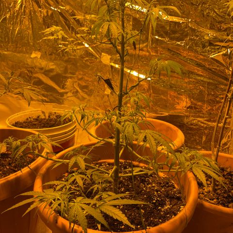 Titan F1 growlog photo: Si prepara alla fioritura