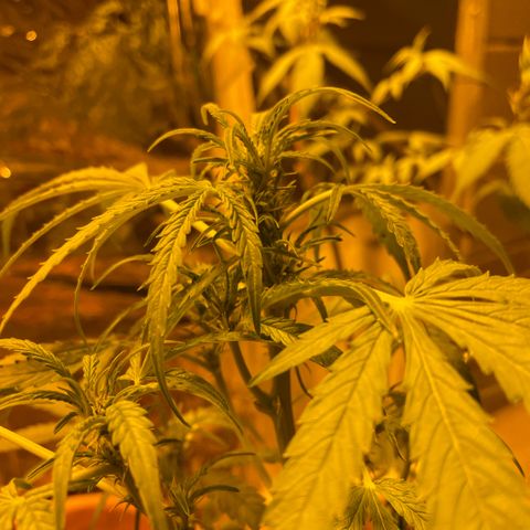 Titan F1 growlog timeline photo