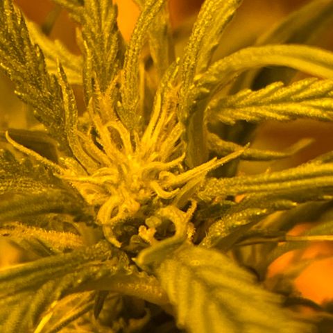 Titan F1 growlog timeline photo