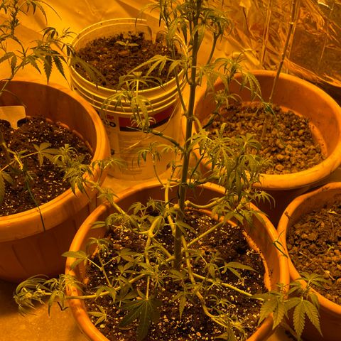 Titan F1 growlog timeline photo