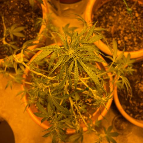 Titan F1 growlog timeline photo