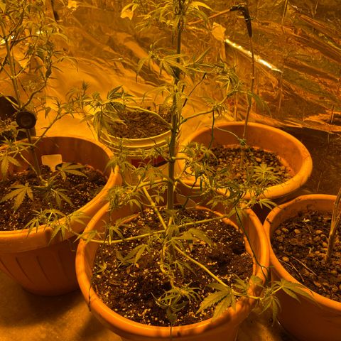 Titan F1 growlog timeline photo