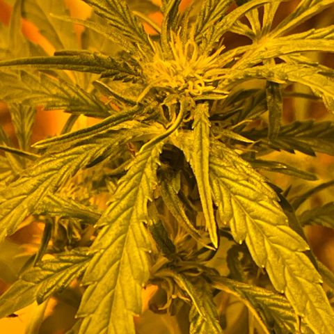 Titan F1 growlog timeline photo