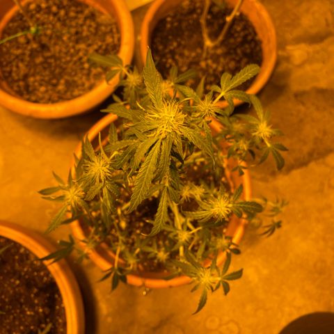 Titan F1 growlog timeline photo