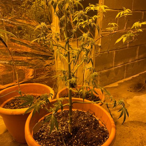 Titan F1 growlog timeline photo