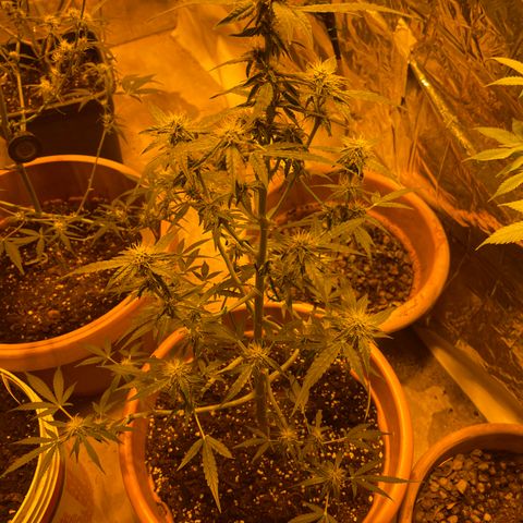 Titan F1 growlog timeline photo