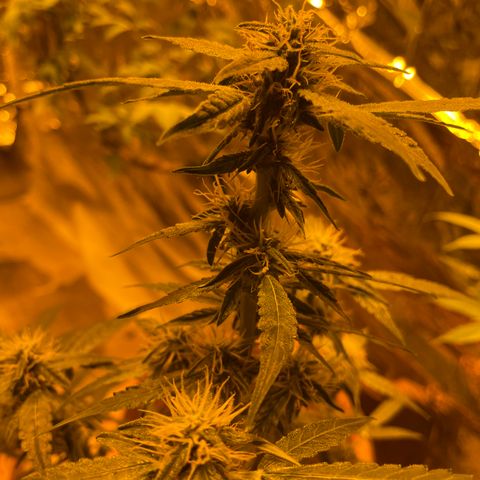 Titan F1 growlog timeline photo