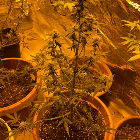 Titan F1 growlog timeline photo