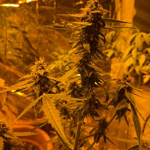 Titan F1 growlog timeline photo