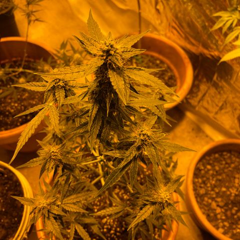 Titan F1 growlog timeline photo