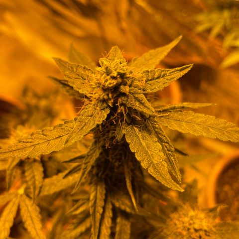 Titan F1 growlog timeline photo
