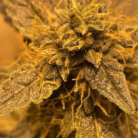 Titan F1 growlog timeline photo