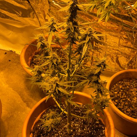 Titan F1 growlog timeline photo