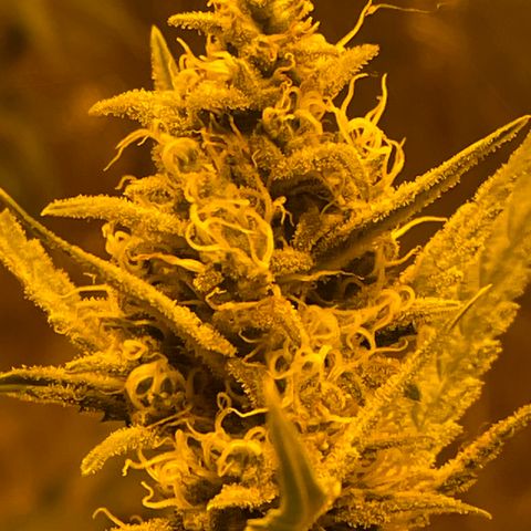 Titan F1 growlog timeline photo