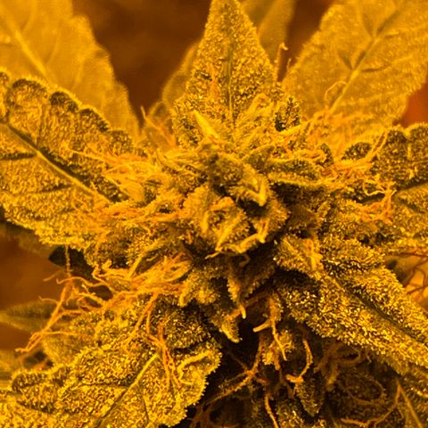 Titan F1 growlog timeline photo