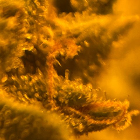 Titan F1 growlog timeline photo