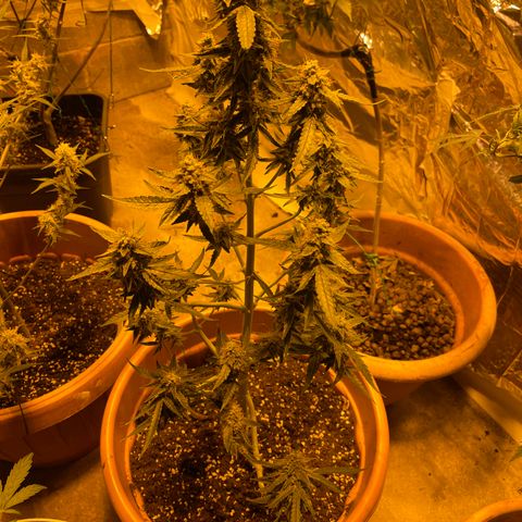 Titan F1 growlog timeline photo