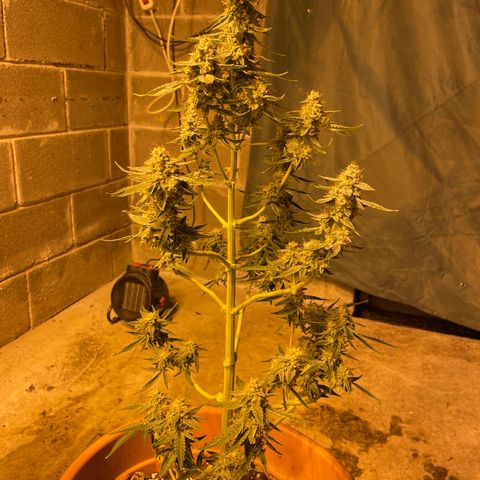 Titan F1 growlog timeline photo