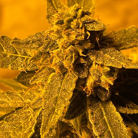 Titan F1 growlog timeline photo