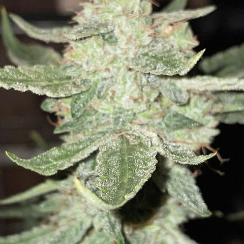 Titan F1 growlog timeline photo