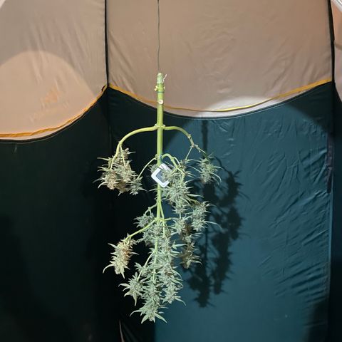 Titan F1 growlog timeline photo