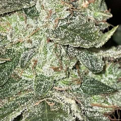 Titan F1 growlog timeline photo