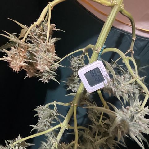 Titan F1 growlog timeline photo