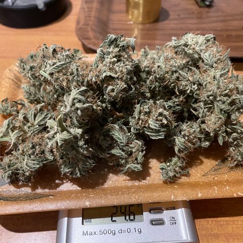 Titan F1 growlog timeline photo
