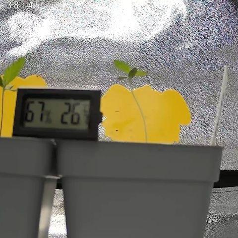 Gushers 1 growlog timeline photo