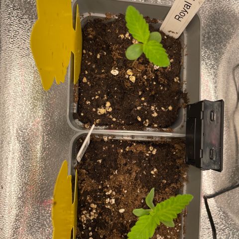 Gushers 1 growlog timeline photo