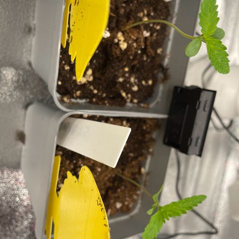 Gushers 1 growlog timeline photo