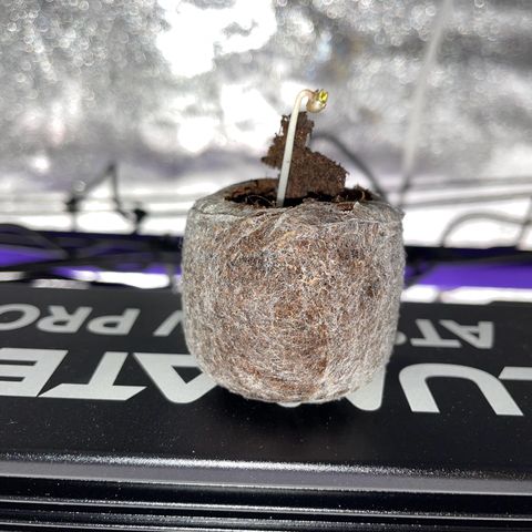 Gushers 1 growlog timeline photo