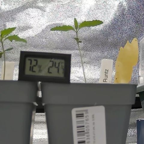 Gushers 1 growlog timeline photo
