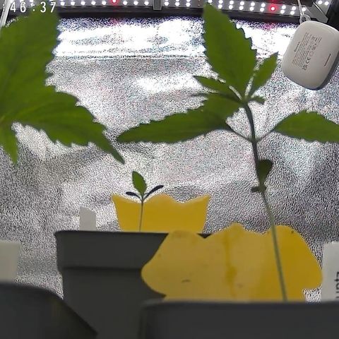 Gushers 1 growlog timeline photo